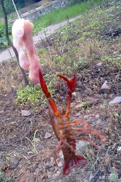 创造与魔法小龙虾钓饵怎么做，创造与魔法小龙虾饲料怎么做（疫情窝在家无聊）