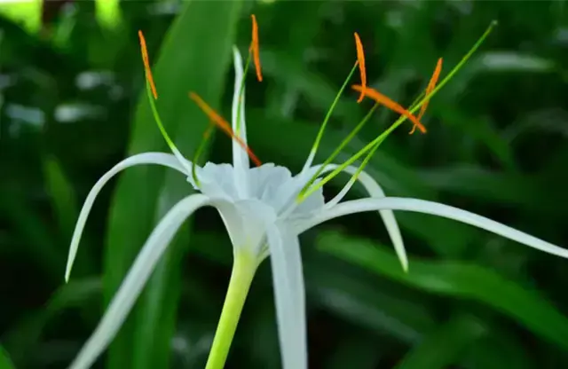 各种花开放的时间（100种常见花的花开时间附图）