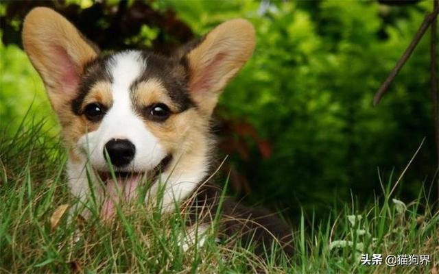 小狗喜欢吃猫粮不吃狗粮怎么办，狗不吃狗粮只吃猫粮怎么办（狗狗挑食不用怕）