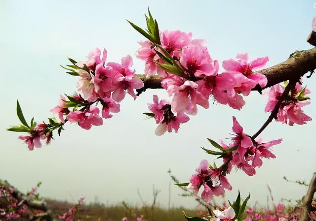 樱花和杏花有什么区别，樱花跟杏花有啥区别（你还傻傻分不清桃花、杏花、樱花、梨花、李花、海棠花）