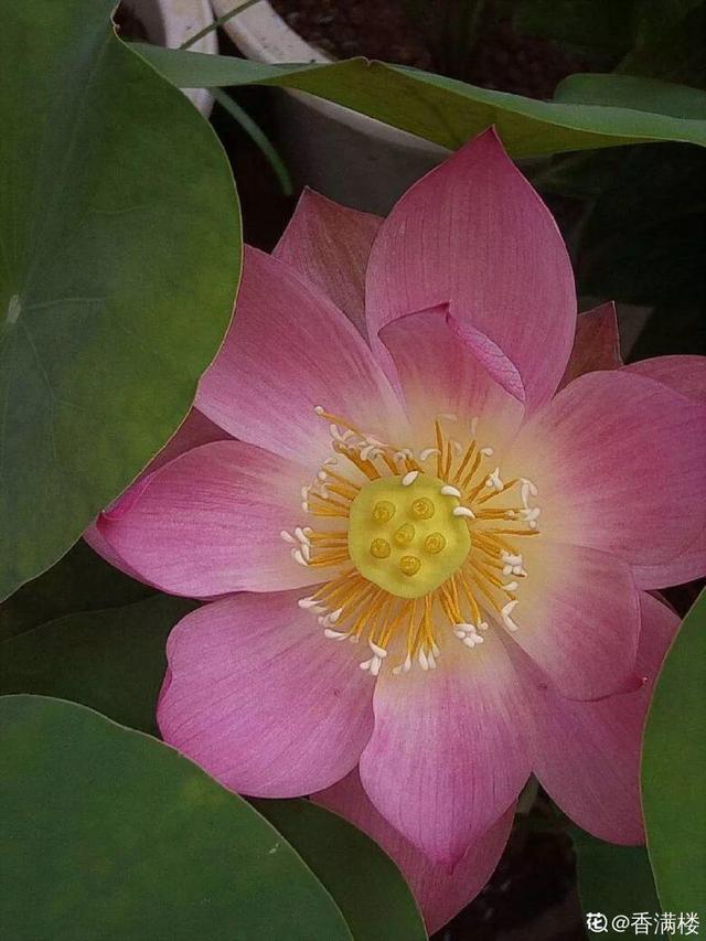 不锈钢盆可以放烤箱吗，烤箱里可以放不锈钢盆吗（10种花最养人）