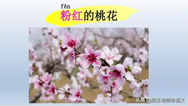 太多的拼音，太多的拼音怎么写的（部编语文一年级下册4、四个太阳+朗读+知识点+图文解读）