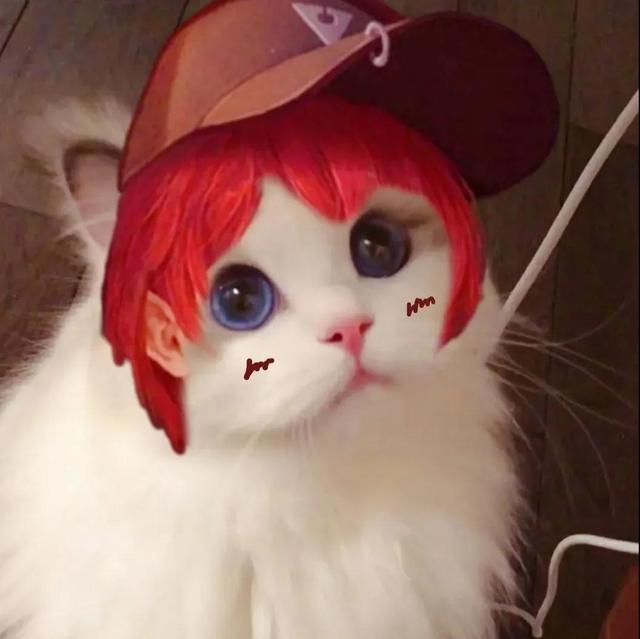超火五黑头像,好看的五黑头像(王者荣耀猫咪头像三丨开黑五黑头像图片