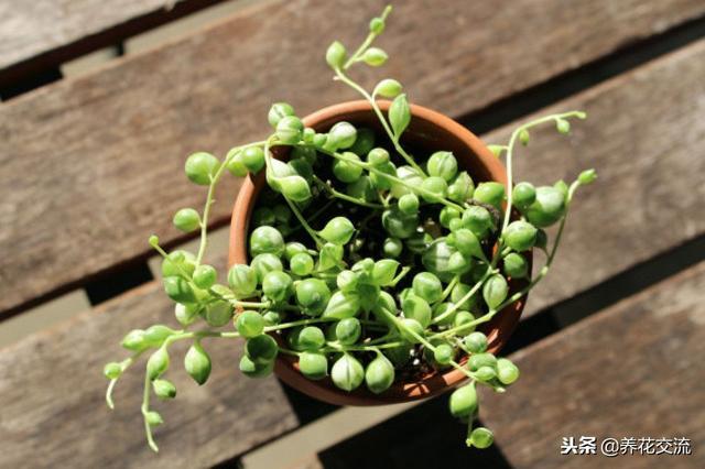 珍珠吊兰的养殖方法和注意事项，珍珠吊兰怎么过冬（每年都能开出芬芳的精致小花）
