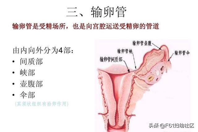 子宫是什么样子的有图片吗，子宫是什么样子的（子宫及附件解剖图及详细讲解）