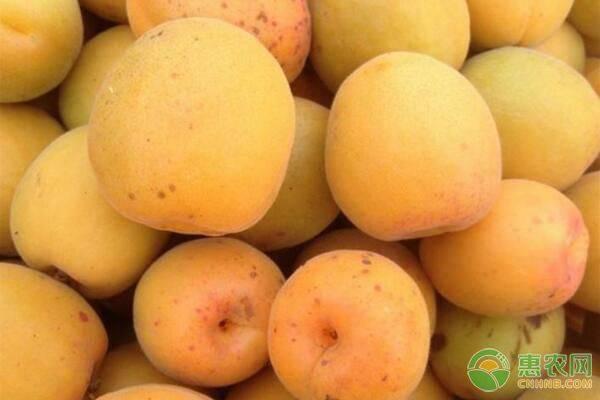 黄杏的功效与作用，黄杏的功效和作用（杏大量上市，都有哪些优良品种）