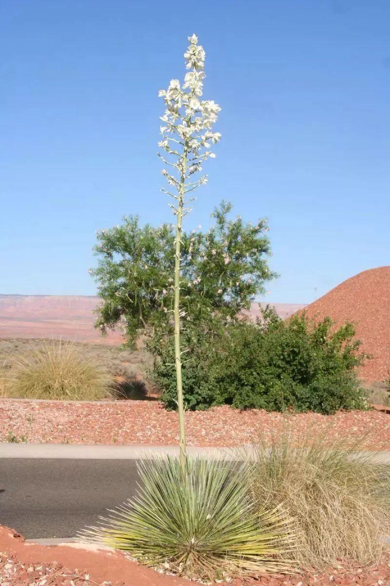 沙漠常见四种植物图片