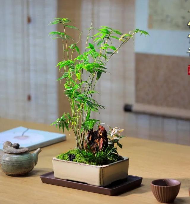 竹的花语，竹的花语和寓意（家里养5种“吉祥竹”）