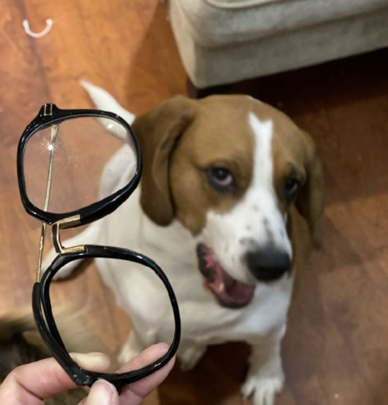 中亚牧羊犬的缺点，“白送”都不敢要