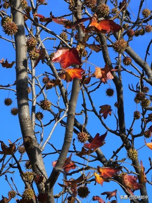 红叶植物简介，红叶植物简介资料（别再误把槭树当枫树）