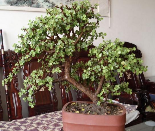 老桩是什么意思，玫瑰老桩是什么意思（3种“盆景树”）