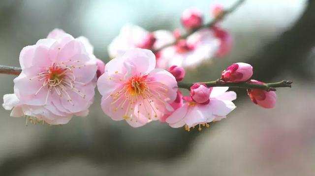 伯利恒之星花语,查自己的本命花(感受生活的温度<二>) 伯利恒之星花语,查自己的本命花(感受生活的温度<二>)