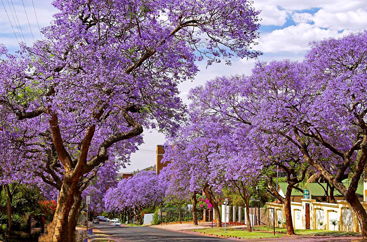 紫色的蓝花楹(冲天香气透长空) - 彝家农业网