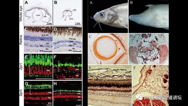钟乳石是不是生物，钟乳石为什么不是生物（在幽深洞穴里的几百万年）