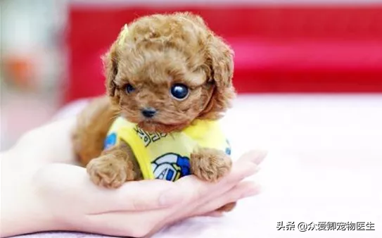 什么叫肉食犬，食肉犬有哪些（从生理学的角度给你介绍宠物狗）