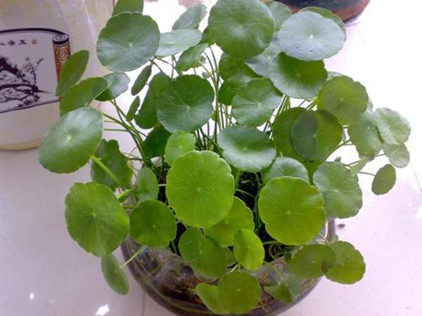 种什么花最旺财，十二生肖各不同（有条件多养这几种花）