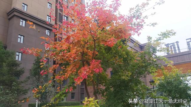 江天一色无纤尘，江天一色无纤尘是什么颜色（我言秋日胜春朝）