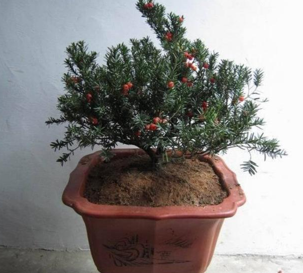 红豆杉盆景的作用，红豆杉盆景养护方法（迎入家中堪当镇宅盆景）