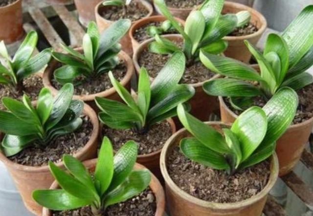 君子兰种子怎么种，君子兰种子种植方法（5个步骤就能长出小苗）