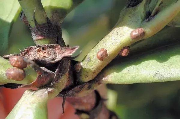 害虫有哪些昆虫，害虫有哪些昆虫介绍（常见害虫的处理和预防技巧）