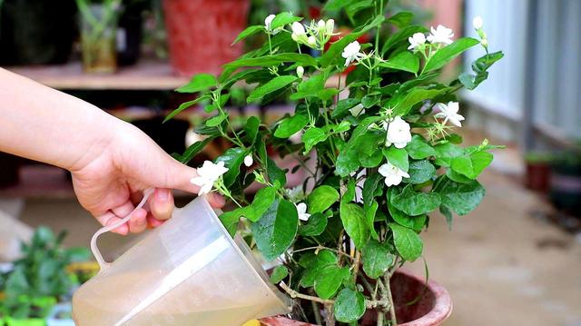茉莉花的养殖方法和注意事项，茉莉盆栽的养殖方法和注意事项（立春“茉莉花”）