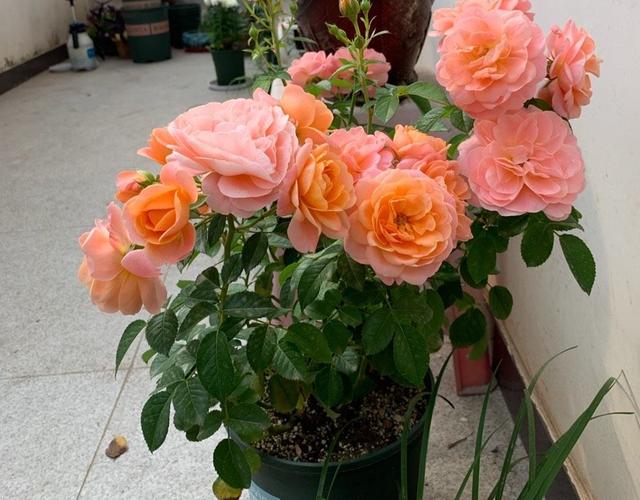 好看的月季花叶片，适合新手养的“2种月季”