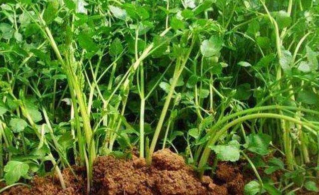 芹菜叶水饺的做法，芹菜叶水饺的做法窍门（吃不吃叶让很多人纠结）