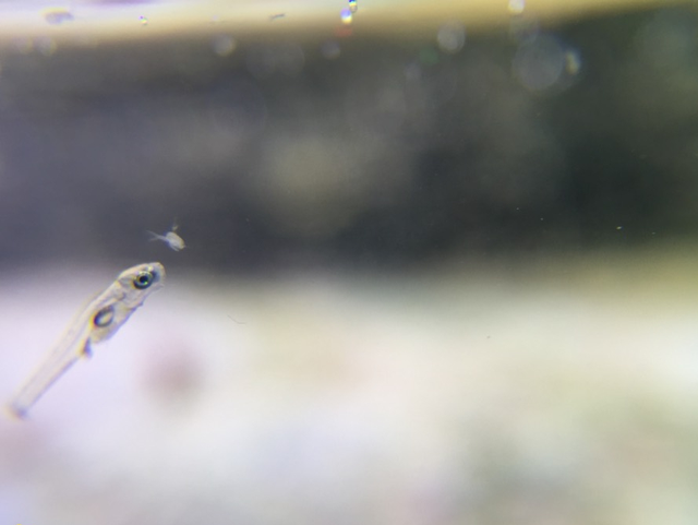 水蚤怎么养，水蚤怎么养繁殖快（一个水族鱼友玩家说的水蚤养殖方法）