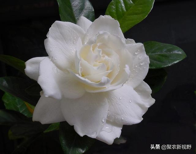 黄栀子的功效和作用，黄栀子：纯天然的食物染色剂