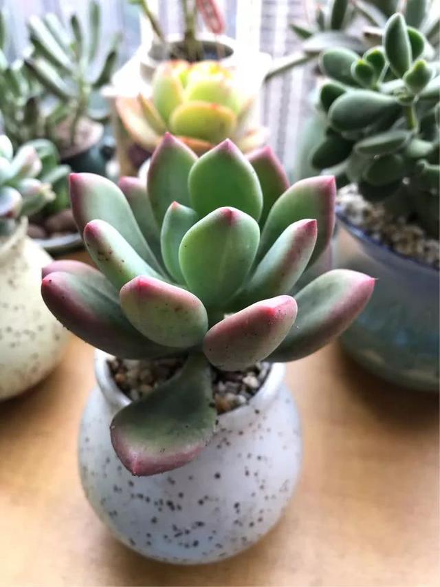 丸叶松绿怎么养，丸叶松绿的叶子可用来繁殖吗（养多肉，记名字，预防老年痴呆）