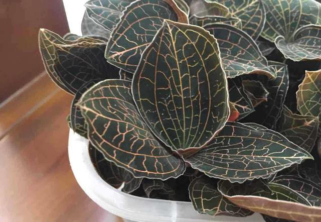 金钱莲图片与功效,金线莲用途和功效(乡村有种野草叫金线莲)