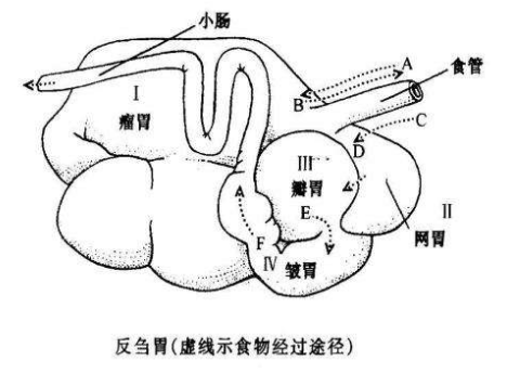 羊有几个胃，羊有几个胃 分别是（了解\