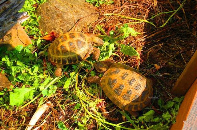 俄罗斯陆龟是什么龟，俄罗斯陆龟是什么龟类（又叫俄罗斯陆龟）