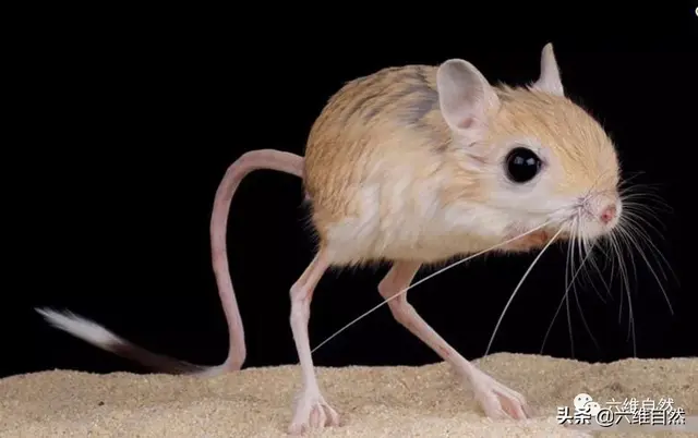 沙漠里的跳鼠为什么善跑善跳，沙漠长耳跳鼠（具有强大跳跃能力的鼠类）