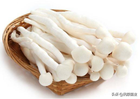 海鲜菇不焯水有毒吗，炒海鲜菇不焯水会不会中毒（海鲜菇发苦=变质）