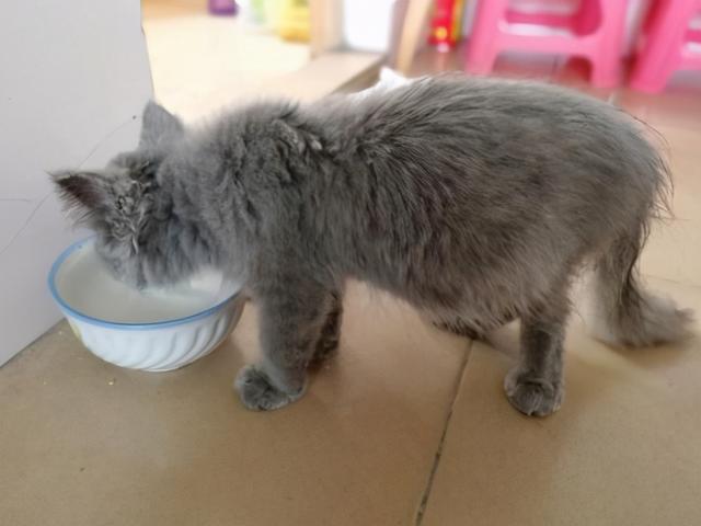 猫传腹早期症状，猫咪得传腹有什么症状（可能是得了“猫传腹”）