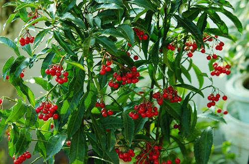 什么的凉伞，什么的凉伞填空词语（绿叶夹杂着红果子）