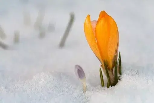 在古代可以用什么词代替雪，在古代对雪的称谓还有哪些（看看古人对雪的24种雅称）