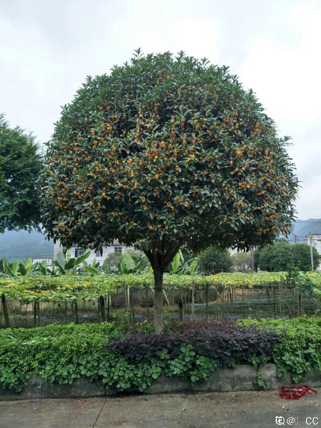 桂花分类,50年的桂花树(桂花分类地位)