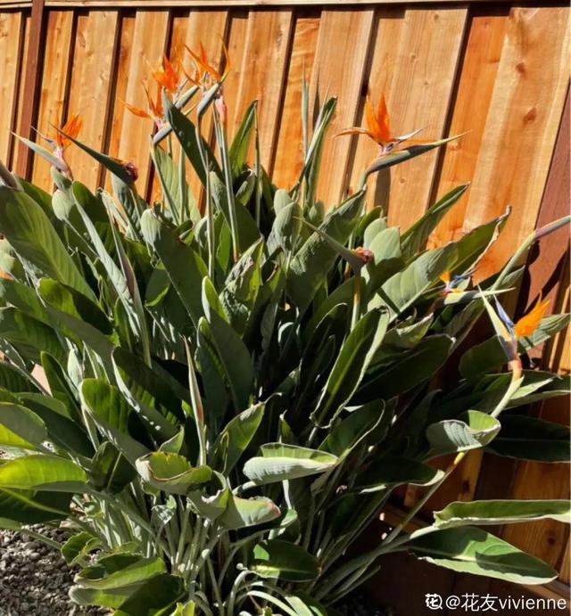 金鱼草怎么养，1种花长得像金鱼（金鱼草怎么养殖维护啊）