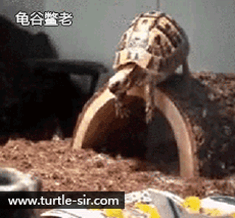 成语缩头什么颈，头缩颈的近义词（全程高能来袭第一季）