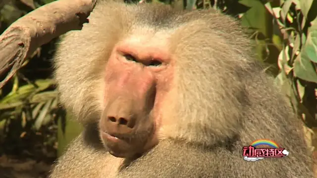猩猩、狒狒和猴子的区别，狒狒和猩猩谁是猴科动物（是猿是猴，傻傻分不清楚）
