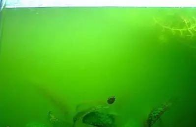 关于藻类（化石介绍，藻类化石值钱吗（19种常见藻类照片和解决方法）