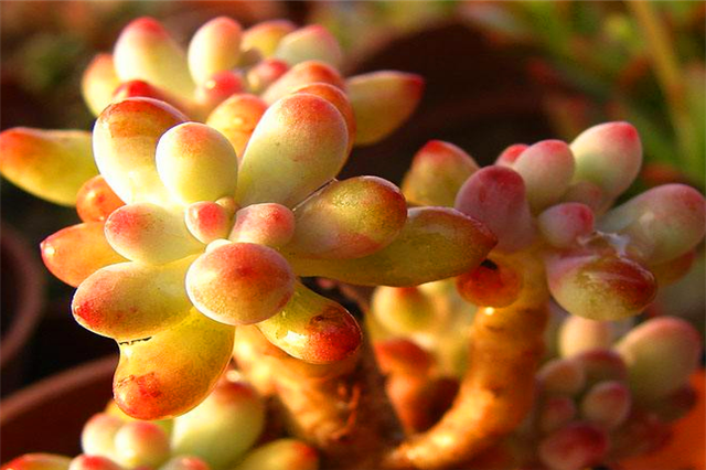 八千代多肉怎么养，八千代多肉怎么养成妖娆桩（多肉八千代养护“3妙招”）