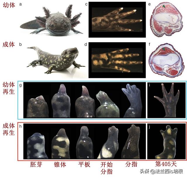 六角恐龙鱼学名叫什么，六角恐龙鱼又叫什么鱼（辟谣：六角恐龙终生幼态）