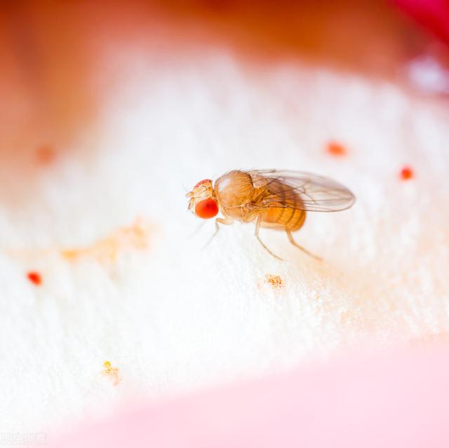 果蝇属于什么门，果蝇属于什么生物类群（为何我国海关近期频繁截获黑腹果蝇）