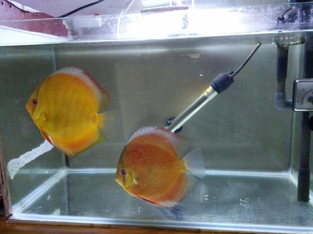 金鱼水霉病怎么治最快，金鱼水霉病的治疗方法（一句话搞定观赏鱼水霉病的治疗）