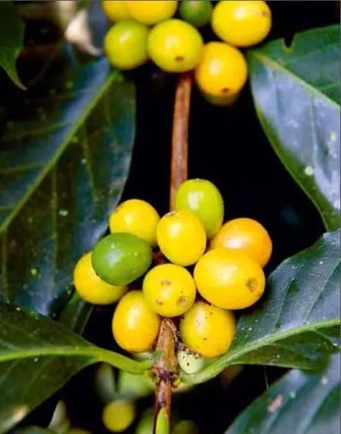 关于咖啡的知识，咖啡的介绍（最全咖啡基础知识你可不能错过）