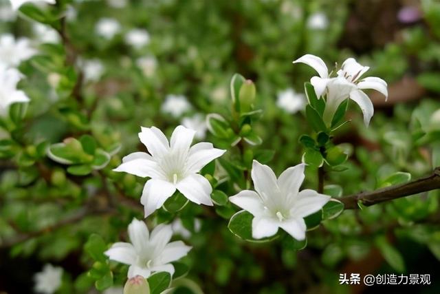 常绿灌木有哪些，这21种你见过吗，常绿灌木有哪些（10种常见的常绿灌木你都知道吗）