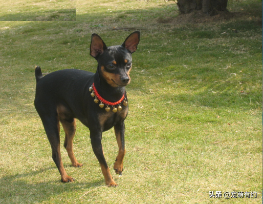 迷你宾莎犬和小鹿犬图片